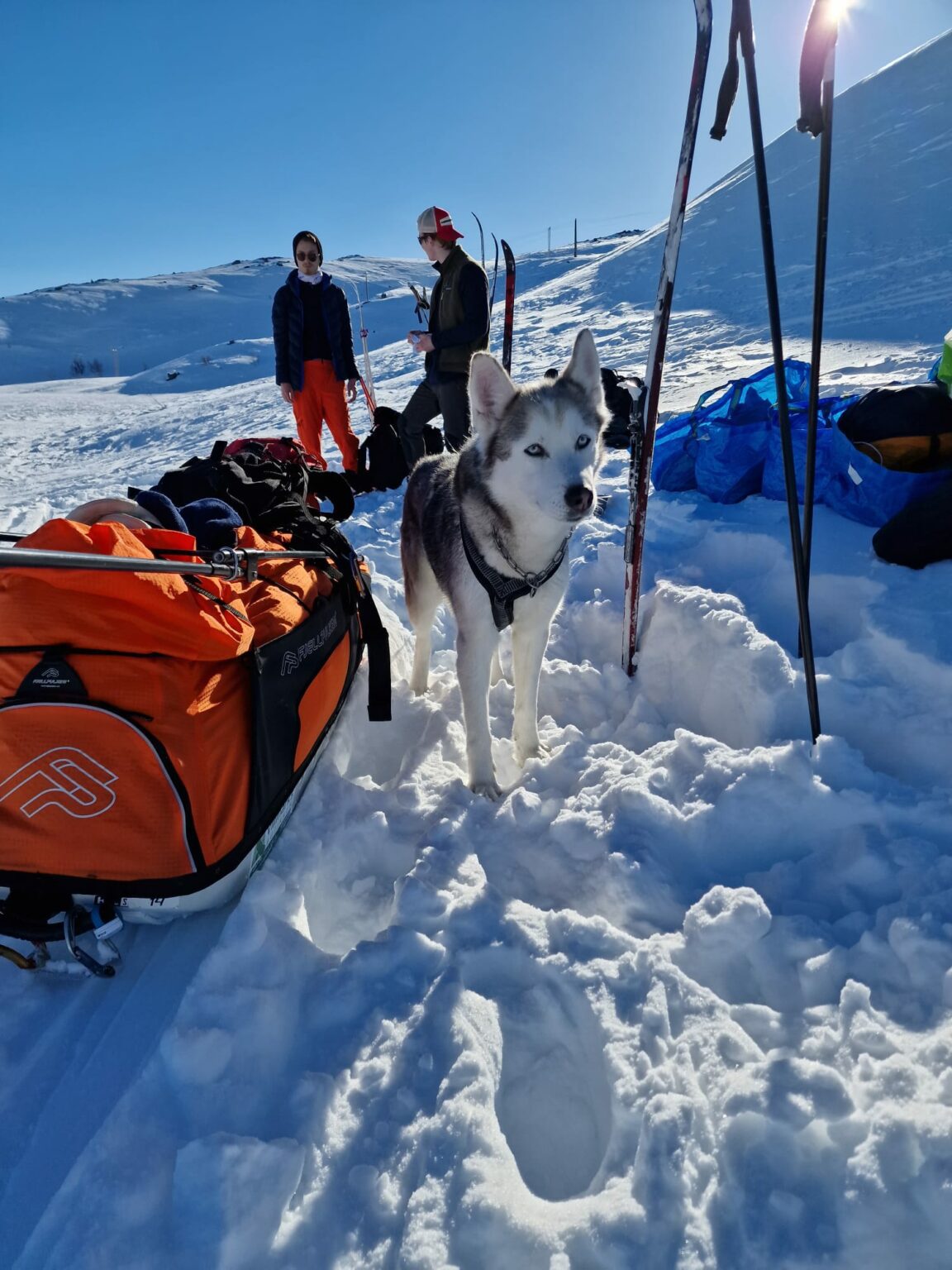 En husky står på snøen ved siden av skiutstyr og sekker, med to mennesker og ski i bakgrunnen i en solfylt, snødekt fjellbakke.